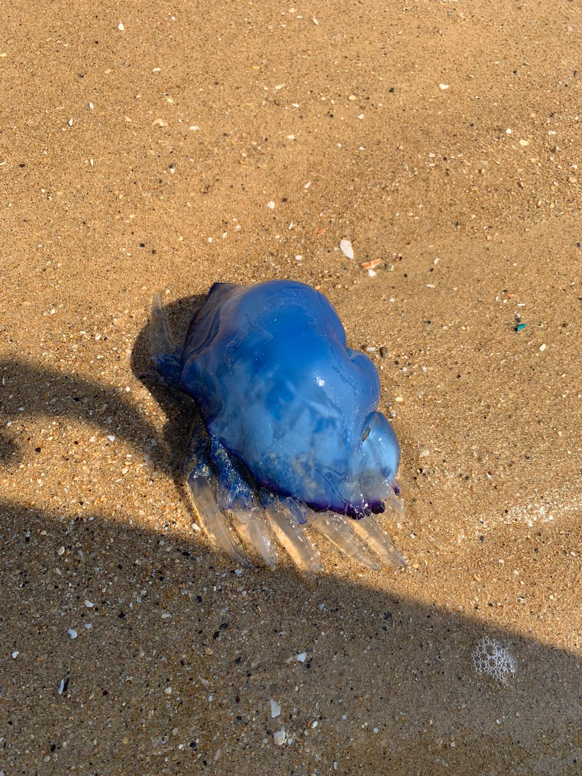 WhatsApp Image 2020-07-07 at 4.47.03 PM.jpeg.jpeg